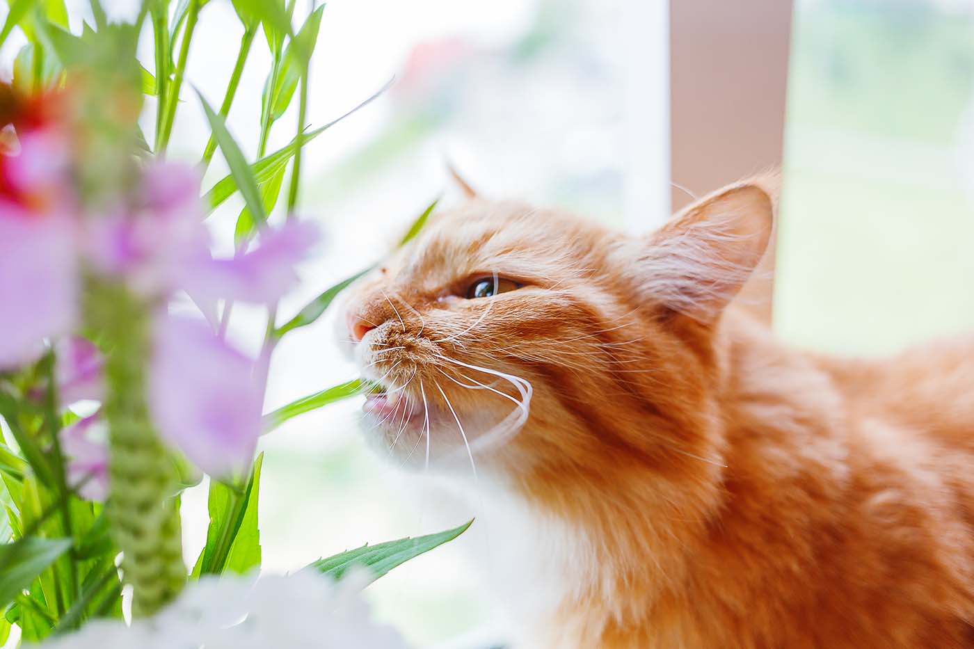 giftige kamerplanten voor katten